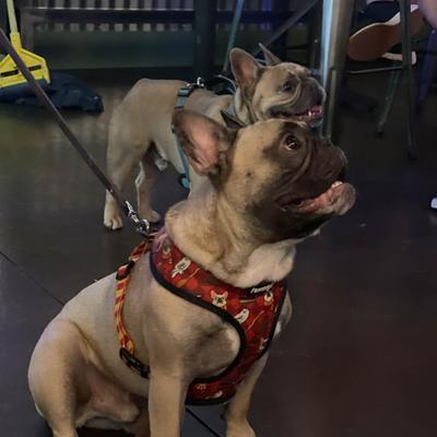 Inside, two French bulldogs being bulldogs