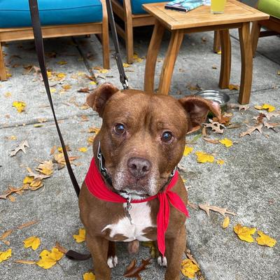 Cute pit bull in the outdoor seating area